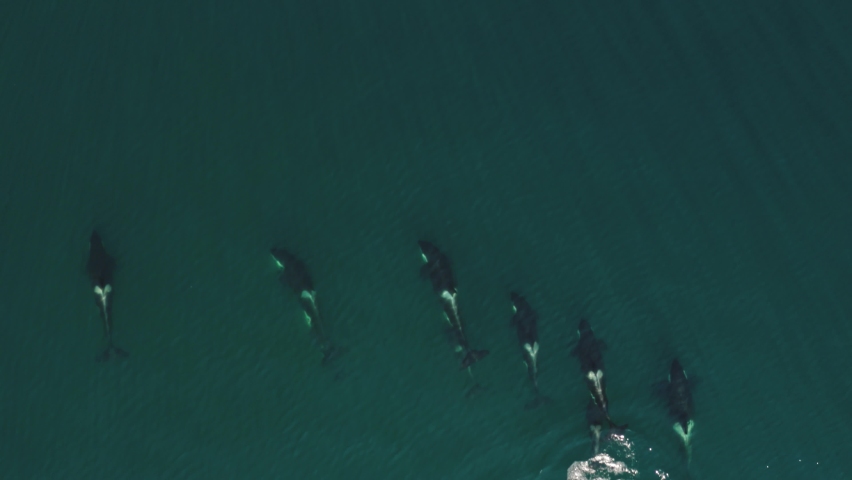 Family of killer whales near the Pacific Ocean coast of Kamchatka Peninsula Royalty-Free Stock Footage #1084810906