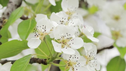 Blooming pear tree, white flowers on a  branch of a pear tree, close-up
