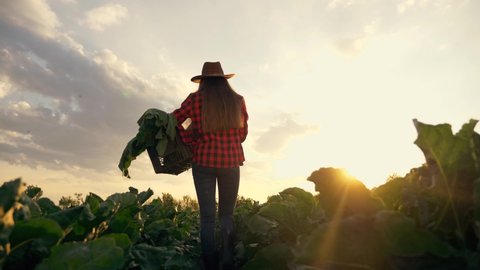 agriculture concept, rural lifestyle.Girl worker walks field at sunset.Farmer with box in hands. harvest of vegetables in hands.girl is holding box of fresh vegetables.farmer walks field sunset.