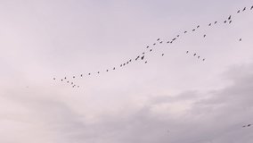 Migratory birds are flying in v formation at the pink sky in slow motion.