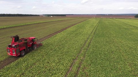Voronezh, Russia - September, 2021: Combine harvester HOLMER Terra Dos T4 harvests sugar beet on the field. Aerial view