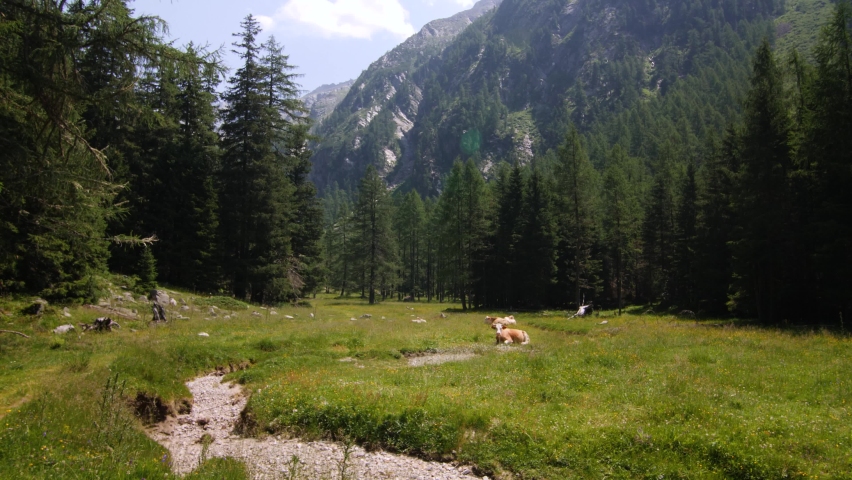 
Cows resting in carinthian mountain area Kaponig in Austria