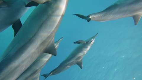 Dolphins playing in the blue water of Red sea. Underwater shot of wild dolphin taking breath. Aquatic marine animals in their natural habitat. Closeup of friendly bottlenose. Wildlife nature