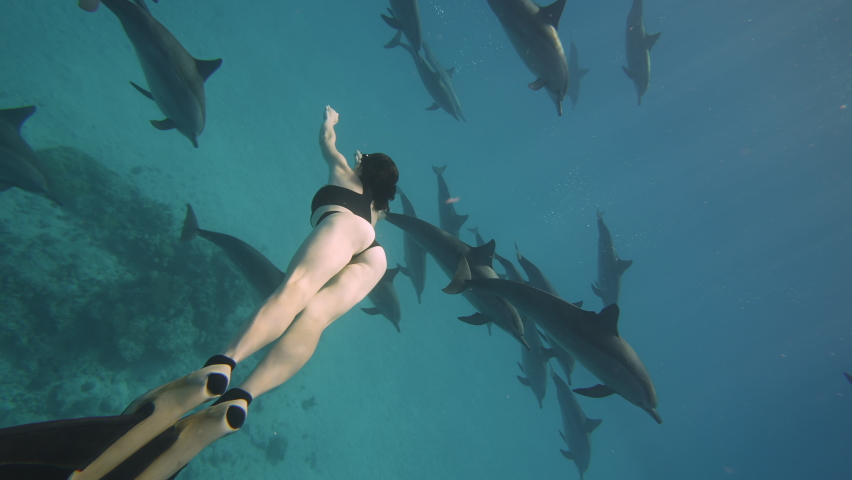 Beautiful young woman swimming underwater with dolphins in pristine blue ocean water, amazing snorkeling adventure. Armature freediver girl diving in red sea with bottlenose dolphins. Travel concept | Shutterstock HD Video #1084819870