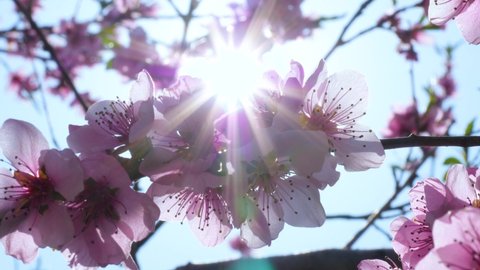 
Peach tree blooming with sunrays