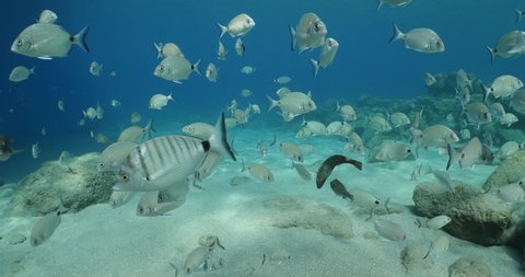 mediterranean fish scenery underwater sun beams sun rays underwater mediterranean sea sun shine relaxing ocean scenery