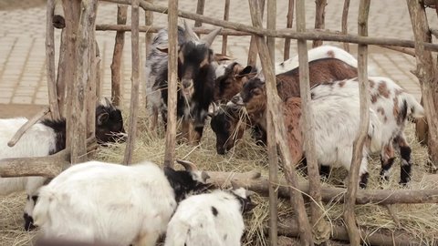 Livestock of Pygmy Goats (Capra hircus) are eating hay in the manger. Black, red and white goats (Capra aegagrus hircus) 