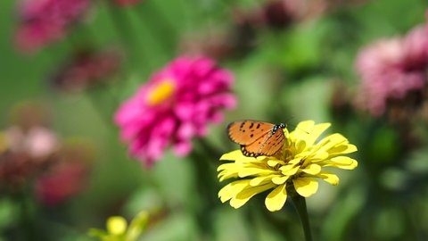 Tawny Coster butterfly (Acraea violae) feed on the nectar of the yellow zinnia swaying in the wind in the flower garden, with blur background of flowers.
