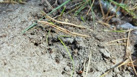 Forest ants moving to another place. Lot insects. Sand background. Slow motion video. Many workers relocating. Prepare colony to change home. Path to trail