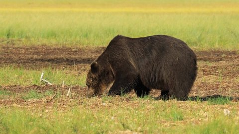 Brown bear (Ursus arctos) in wild nature is a bear that is found across much of northern Eurasia and North America. In North America, the populations of brown bears are often called grizzly bears.