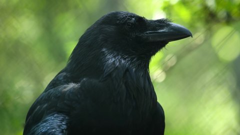 Common raven (Corvus corax), also known as the northern raven, is a large all-black passerine bird. Found across the Northern Hemisphere, it is the most widely distributed of all corvids.