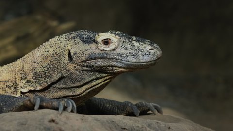 Portrait of the formidable Komodo dragon - a rare species of animals