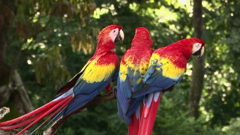 Scarlet macaw (Ara macao) three together perched on a branch, Costa Rica