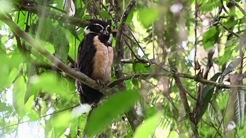 Spectacled owl (Pulsatrix perspicillata) perched in tree