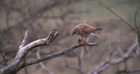 Hungry common kestrel feeding on a mouse in treetop.