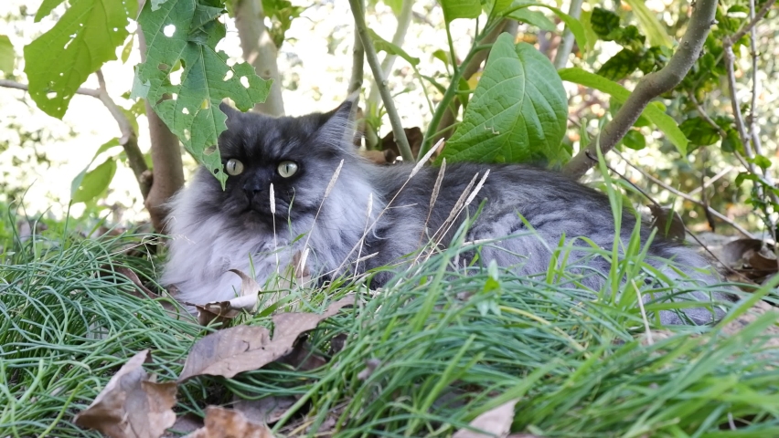 A very beautiful maine coon female house cat lying on green grass among tree branches. It has gray and white colors. She looks around and a male cat of the same species follows her. | Shutterstock HD Video #1084826284