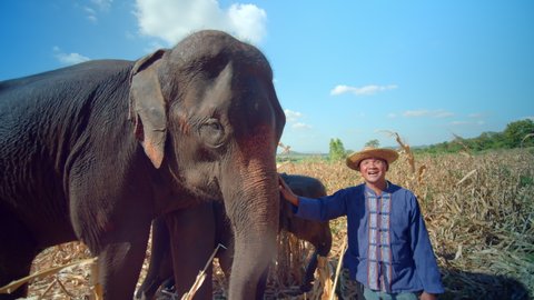 Asian elephant herder and farmer feed and play with elephants in the middle of a harvested sugar cane plantation. They are the elephant that he raises to welcome tourists in a cute and fun way.