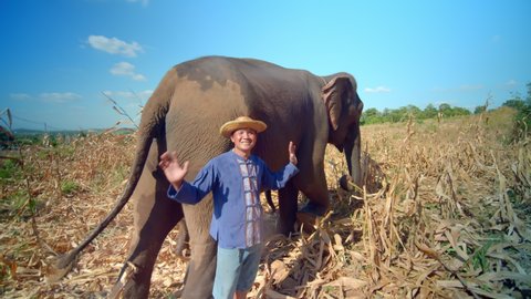 Asian elephant herder and farmer feed and play with elephants in the middle of a harvested sugar cane plantation. They are the elephant that he raises to welcome tourists in a cute and fun way.