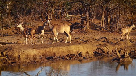 Small group of Greater kudu female and cub at waterhole in Kruger National park, South Africa ; Specie Tragelaphus strepsiceros family of Bovidae