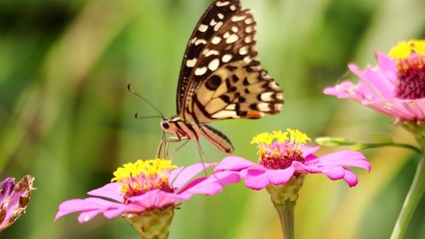Pink zinnias sway in the sunshine breeze, as the butterfly fly around to feed on the nectar.