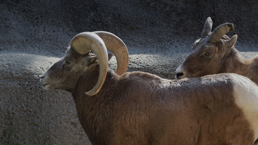 A pair of goats - male and female against the background of rocks