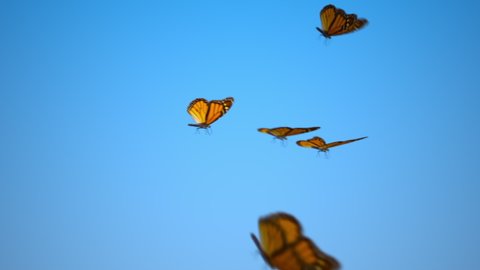 Flying Swarm of Monarch Butterflies in the spring. Butterfly flies in the air. Beautyful Monarchs migration in the sky. Insects swarming in the spring.