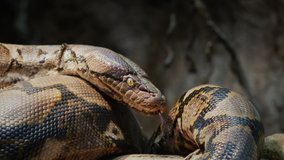 Big reticulated python crawling along the branches of a tree. 4k video