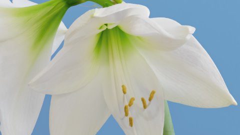 Macro time lapse blooming white Amaryllis Hippeastrum flowers, isolated on blue screen