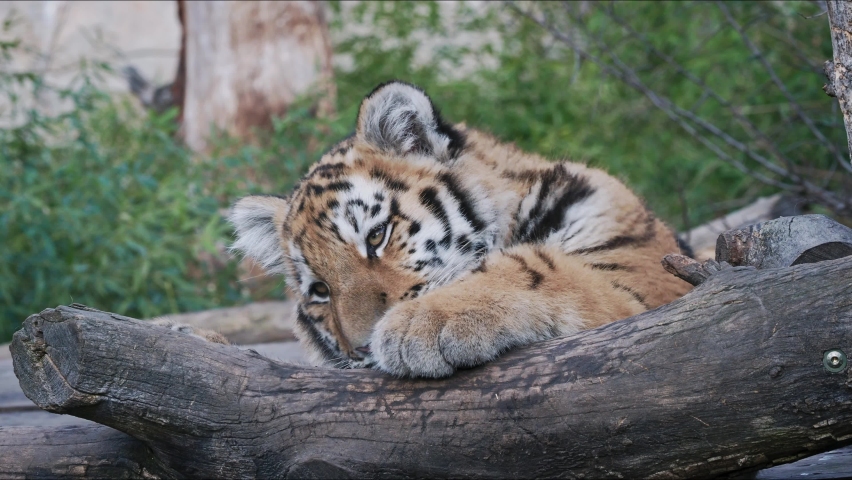 Cute siberian tiger cub, Panthera tigris altaica