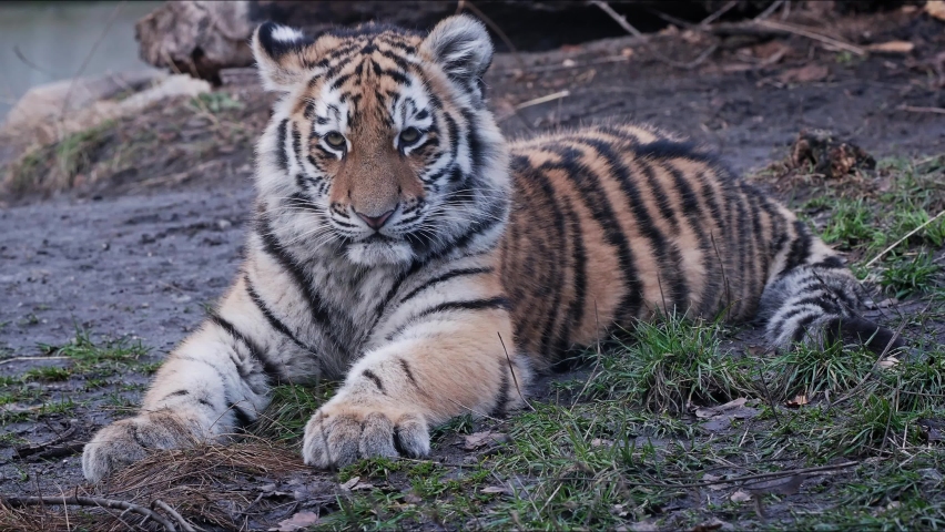 Cute siberian tiger cub, Panthera tigris altaica