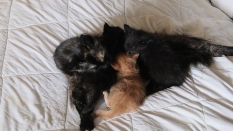 Domestic Mom Cat is Breastfeeding Three Small Kittens Black and Red Kittens. Lactating cat takes care of her offspring, washes fur with tongue. Kittens suck milk from boobs. Animal instinct pet. 4K.