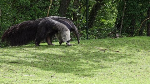 The giant anteater, Myrmecophaga tridactyla also known as the ant bear, is an insectivorous mammal native to Central and South America-Pantanal.