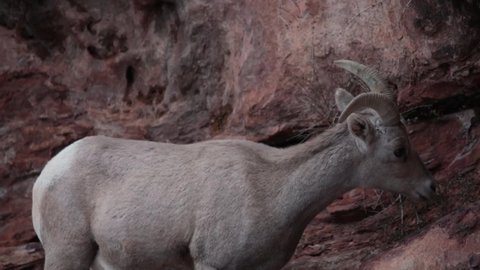 A female desert big horned sheep eats tiny leaves from a bush growing from a crack in the red sandstone on a winter day in Zion National park Utah. 