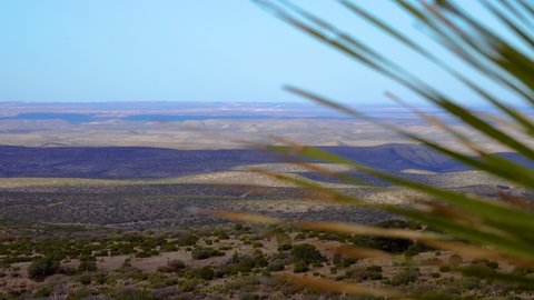 Desert landscape in New Mexico, Common sotol, desert spoon (Dasylirion wheeleri). New Mexico