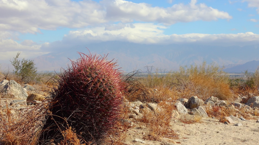 Large California barrel cactus (Ferocactus cylindraceus) in the desert of California against the sky with clouds