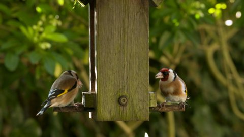 4K video clip of two European Goldfinches eating seeds, sunflower hearts, from a wooden bird feeder in a British garden during summer