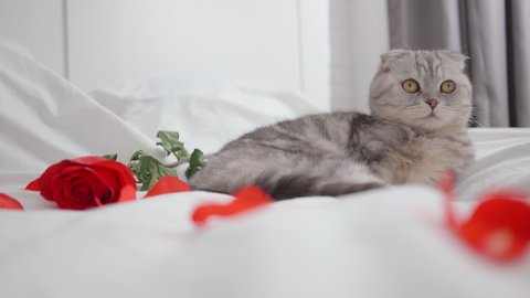Valentines Day cat purebred Scottish fold with a red rose lies on the bed. Happy valentine's greetings. March 8, women's day, mom's, mothers. Beautiful domestic cat congratulates on holiday