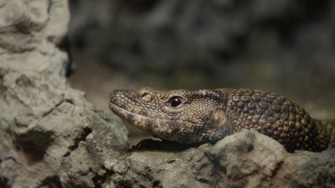 Amazing Dumerils monitor sits in the rocks, blending into the background. The Dumeril lizard is a species of lizards from the monitor lizard family.