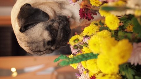 cute pug dog sniffs and licks the presented bouquet of flowers. congratulations on a holiday or a sign of attention