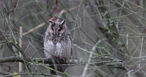 The long-eared owl, also known as the northern long-eared owl is a medium-sized species of owl with an extensive breeding range.