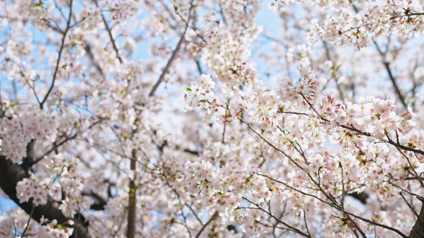 Cherry blossomes concept. Japanese sakura. Hanami. Royalty-Free Stock Footage #1084844437