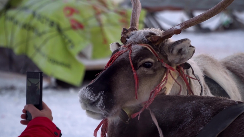 the girl takes pictures on the phone of the reindeer on the phone