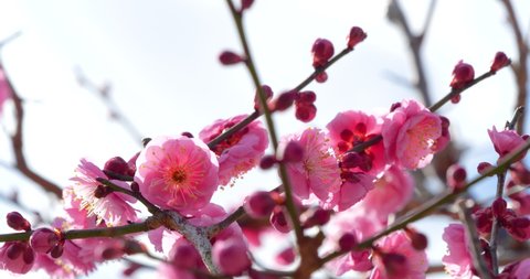 Panning Video of pink plum blossoms.
This flower is called "UME" or “UME blossom" in Japanese.