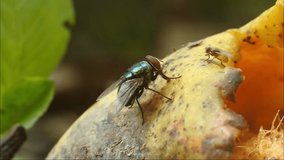 The fly eats rotten mangoes. black fly footage. fly hd videos.
