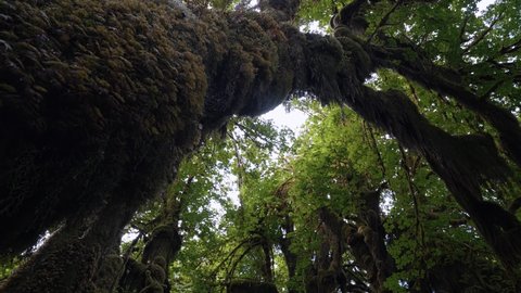 Stunning tilting down shot of large bendy trees covered in green vibrant moss in the Hoh Rainforest, Olympic National Park, Washington state, USA on a warm summer day.