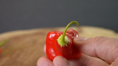 Holding a Mad Hatter Pepper, Capsicum Baccatum