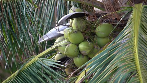 Unripe Fruits Of Tropical Palm Tree At The Beach In Koh Tao Island, Thailand. - close up