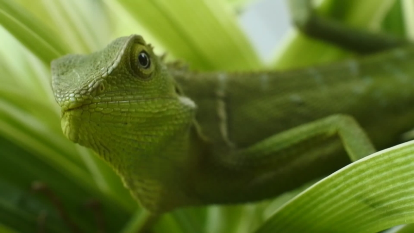 green chameleon head hd videos. close-up of chameleon. Royalty-Free Stock Footage #1084849912