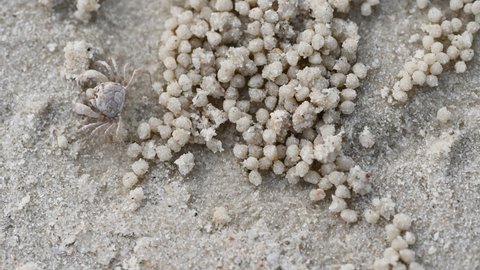 Burrow of ghost crab on sand beach. art architecture from nature live. crabs hole and sand ball. natural art on sea beach. image