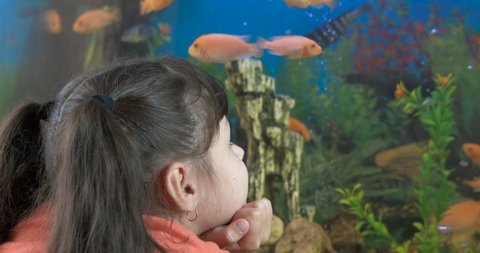 Tropical fishes at home. A little girl stare intently at her big aquarium with domestic fishes.